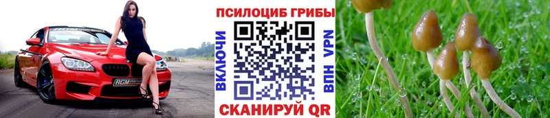 darknet наркотические препараты  Муром  Галлюциногенные грибы Psilocybine cubensis 